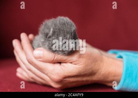Chaton britannique de Shorthair, âgé d'une ou deux semaines, tenu à la main avec un fond rouge Banque D'Images
