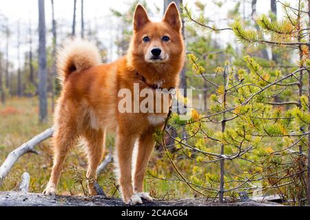 chien de chasse sur le pin tombé Banque D'Images