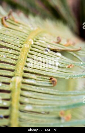 Les frondes, composés finement des feuilles de Cycas siamensis plante Banque D'Images