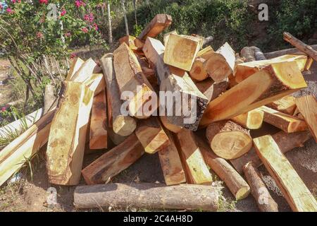 Pile de bois à la légère dans un jardin fleuri. Poutres et rondins en bois avec arbres et fleurs en arrière-plan. Bois long fraîchement coupé Banque D'Images