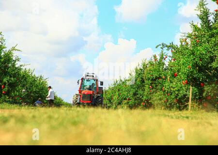 Tracteur dans les champs d'arbres de grenade Banque D'Images