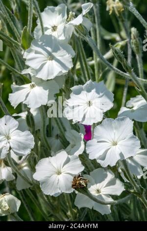 Lychnis coronaria 'Alba' fleur Rose blanche campion Banque D'Images