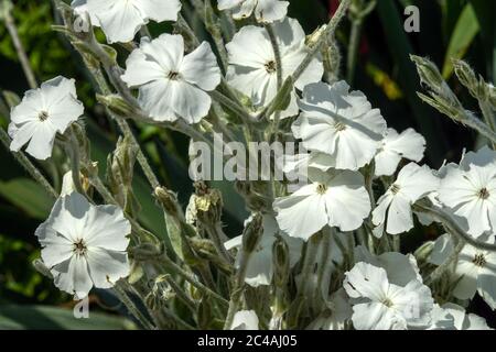 Blanc rose campion Lychnis coronaria 'Alba' Banque D'Images