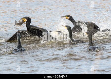 Phalacrocorax carbo. Nids dans les arbres. Se reproduit sur des crêtes et des falaises le long du front de mer. Village de Paul da TorCanada. Centre écologique. Portugal. Banque D'Images