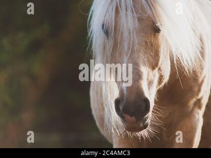 Portrait de cheval Palomino en été. Carte à thème pour animaux. Gros plan sur une longue balle de cheval Banque D'Images