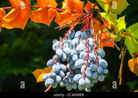 Mahonia bealei Leatherleaf Mahonia mûre au début de l'été Banque D'Images