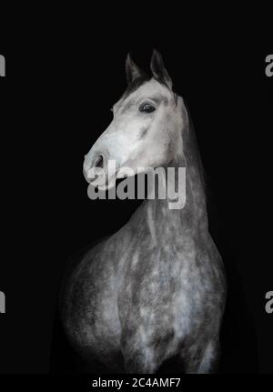 Portrait d'un jeune cheval gris pommier sur fond noir Banque D'Images