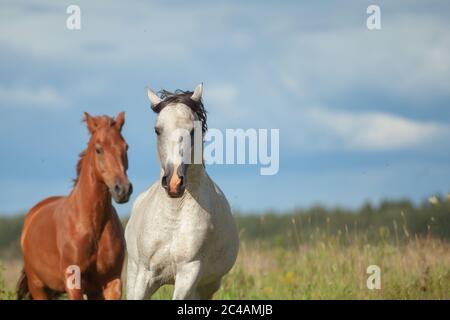 Couple de chevaux en liberté dans les champs. L'étalon arabe gris et le cheval de châtaignier se rassemblent sur la nature Banque D'Images