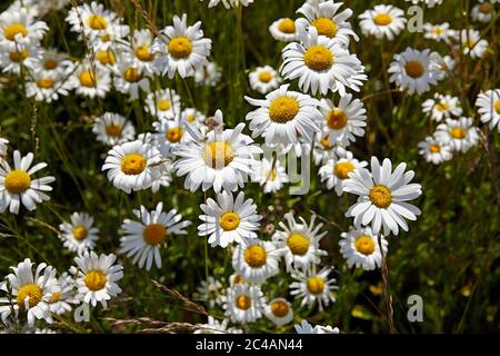 argyranthemum foeniculaceum hort chelsea girl, marguerite fleurs Banque D'Images