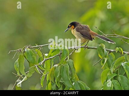 Black-capped Donacobius (Donascobius atricapilla nigrodorsalis) adult perched on branch  San Jose del Guaviare, Colombia      November Stock Photo