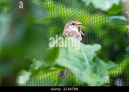 Jeune maison d'éparpillées piégées à l'intérieur de filets anti-oiseaux et papillons couvrant brassicas dans un lit de légumes élevé - Royaume-Uni Banque D'Images