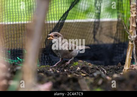 Jeune maison d'éparpillées piégées à l'intérieur de filets anti-oiseaux et papillons couvrant brassicas dans un lit de légumes élevé - Royaume-Uni Banque D'Images