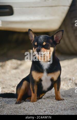 Un petit chien Chihuahua assis près de la roue de voiture. Chien Chihuahua près de la voiture. Banque D'Images