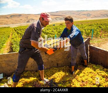 Les agriculteurs collectent les raisins et font du vin Banque D'Images