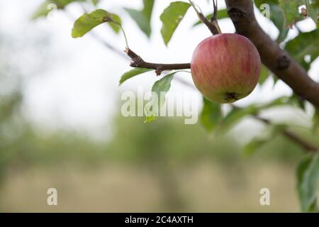 Une pomme rouge accrochée d'une branche. Il againsts un arrière-plan flou. Banque D'Images