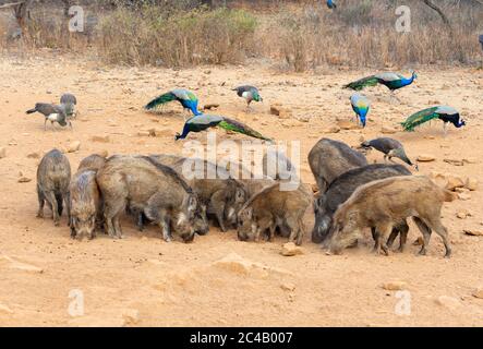 Sanglier (sus scrofa) et paons (Pavo cristatus) dans le parc national de Ranthambore, Rajasthan, Inde Banque D'Images