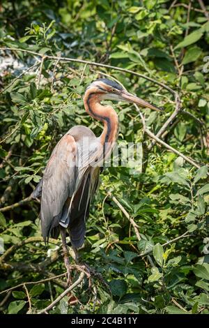 Héron violet reposant sur une branche dans le feuillage vert d'un arbre, portrait d'un grand oiseau Banque D'Images