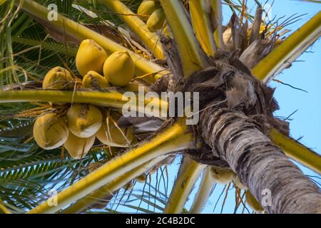 Vue du bas d'un arbre de noix de coco, vue rapprochée Banque D'Images