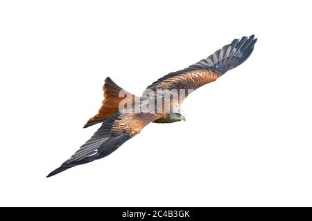 Red Kite (Milvus milvus) enlèvement en vol coupé et isolé sur fond blanc Banque D'Images