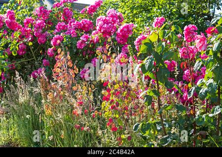 Graines d'honnêteté colorées dans un jardin de chalet, avec la rose de pilier américain, East Sussex, Royaume-Uni. Lunaria annua. Banque D'Images