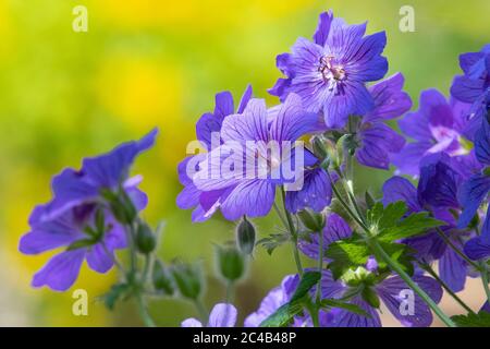 Géranium x magnifium ou crâne pourpre - géranium dur dans le jardin britannique Banque D'Images