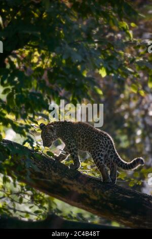 Léopard (Panthera pardus), jeunes animaux grimpent sur l'arbre, en captivité, en Afrique et en Asie Banque D'Images