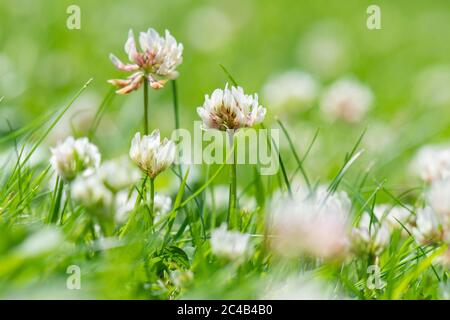 Trèfle blanc - trifolium repens - cultiver sur pelouse - Royaume-Uni Banque D'Images