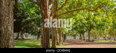 Buenos Aires, Argentine. Janvier 31 2019. Arbres en été près de l'ambassade des États-Unis à Buenos Aires. Panorama grand angle. Banque D'Images