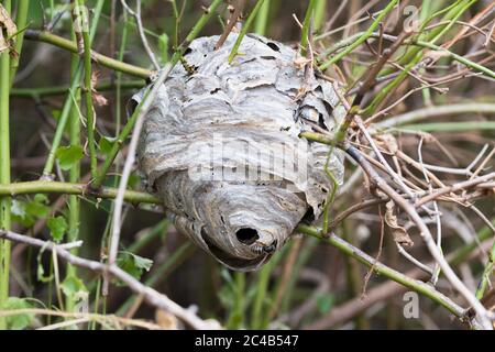 Guêpe médiane (Dolichovespula media), nid des guêpes dans les branches, Rhénanie-du-Nord-Westphalie, Allemagne Banque D'Images