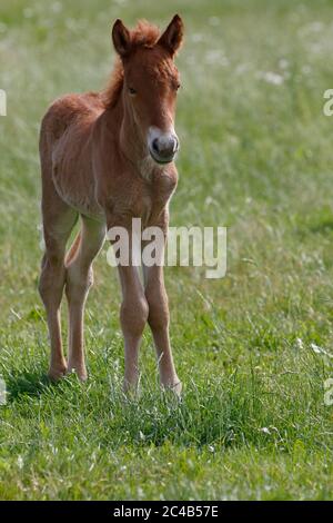 Cheval islandais (Equus islandicus), poulain, enfant animal, Basse-Saxe, Allemagne Banque D'Images