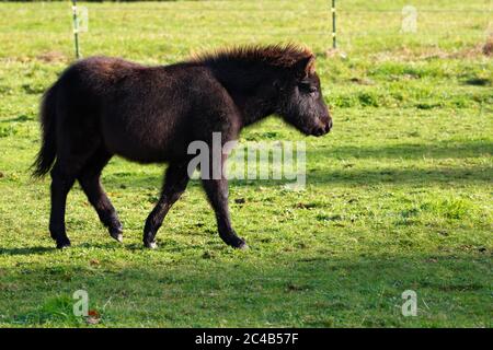 Poney Shetland, poulain, animal enfant sur le pâturage, Schleswig-Holstein, Allemagne Banque D'Images