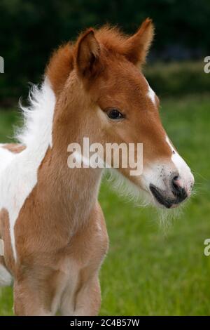 Cheval islandais (Equus islandicus), poulain, pinto, enfant animal, Basse-Saxe, Allemagne Banque D'Images