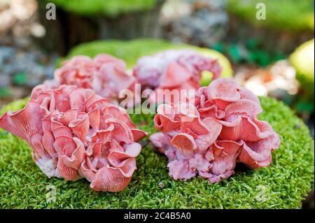 Champignons huître rose (Pleurotus djamor), champignons cultivés, Allemagne Banque D'Images