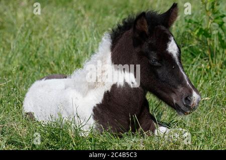 Cheval islandais (Equus islandicus), poulain, pinto, enfant animal, Basse-Saxe, Allemagne Banque D'Images