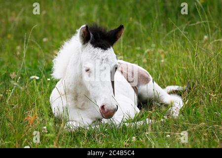 Cheval islandais (Equus islandicus), poulain, enfant animal, Basse-Saxe, Allemagne Banque D'Images