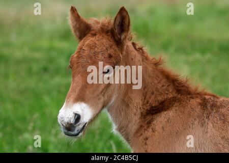 Cheval islandais (Equus islandicus), poulain, enfant animal, Basse-Saxe, Allemagne Banque D'Images