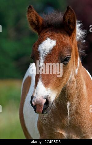 Cheval islandais (Equus islandicus), poulain, pinto, enfant animal, Basse-Saxe, Allemagne Banque D'Images