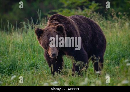 Ours brun (Ursus arctos), adulte dans la prairie, Bieszczady, Pologne Banque D'Images