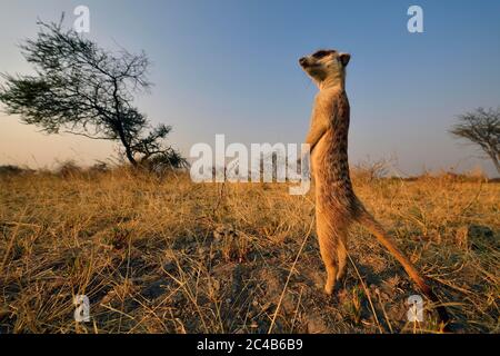 Meerkat (Suricata surigatta), debout dans la savane de graminées et regardant au loin, Makgadikgadi salins, Botswana Banque D'Images