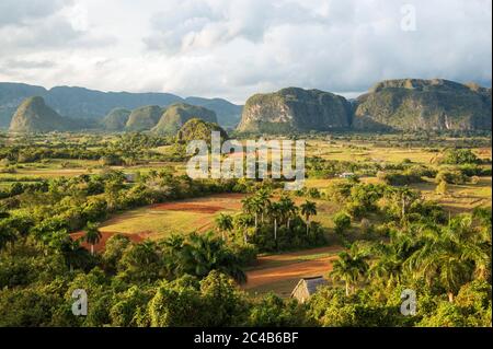 La vallée de Vinales avec ses collines rocheuses, les Mogotes uniques et les palmiers royaux épars (Roystonea regia), en avant à droite les Mogotes dos Banque D'Images