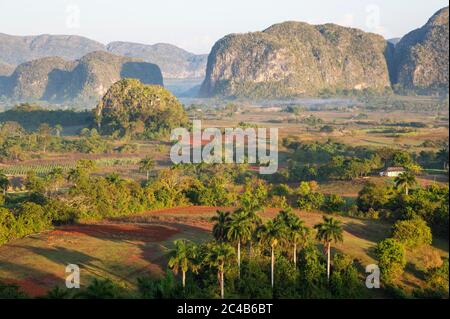 La vallée de Vinales avec ses collines rocheuses, les Mogoths uniques et les palmiers royaux épars (Roystonea regia), Vinales, Cuba Banque D'Images