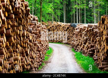 Grandes piles de bois le long d'une route forestière, grumes empilées, Mondseeland, Salzkammergut, haute-Autriche, Autriche Banque D'Images