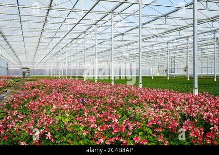 Literie et balcon fleurs en serre, pépinière, Kempen, Basse-Rhin, Rhénanie-du-Nord-Westphalie, Allemagne Banque D'Images