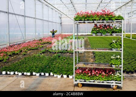 Literie et balcon fleurs en serre, pépinière, Kempen, Basse-Rhin, Rhénanie-du-Nord-Westphalie, Allemagne Banque D'Images