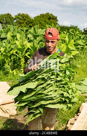 Tabac cultivé (Nicotiana tabacum), récolte des feuilles de tabac par un travailleur, plantation de tabac Alejandro Robaina, province de Pinar del Rio, Cuba