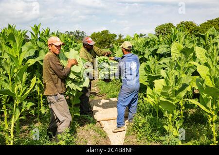 Tabac cultivé (Nicotiana tabacum), travailleurs récoltant des feuilles de tabac, plantation de tabac Alejandro Robaina, province de Pinar del Rio, Cuba