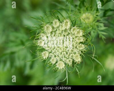 Daucus carota subsp. Sativus Banque D'Images