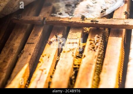 Abeilles marchant sur la ruche en bois, vue de dessus Banque D'Images
