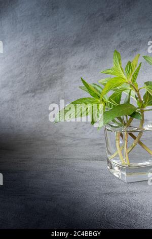 Bouquet de menthe verte fraîche avec des feuilles en verre transparent rempli d'eau. Lumière naturelle. Arrière-plan gris texturé vertical avec grand espace de copie. Banque D'Images