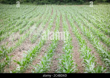 Détails avec de jeunes plants de maïs sur un champ. Banque D'Images